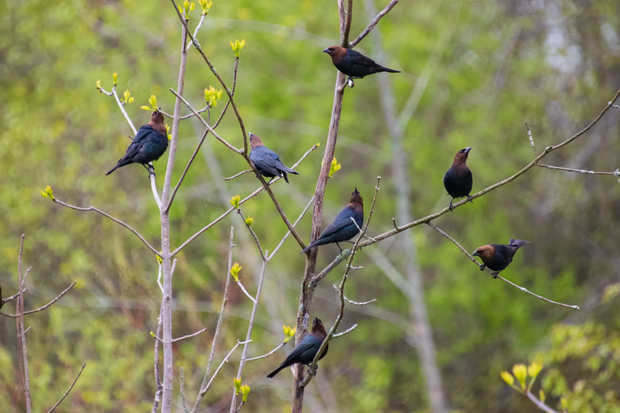 Cowbirds, Ulau Creek, Wisconsin. 2018.